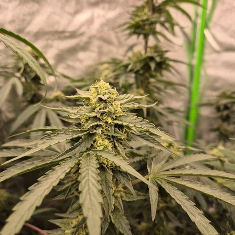 Ice cream cake 🍰 & permanent marker🖊(65-73bt) growlog timeline photo