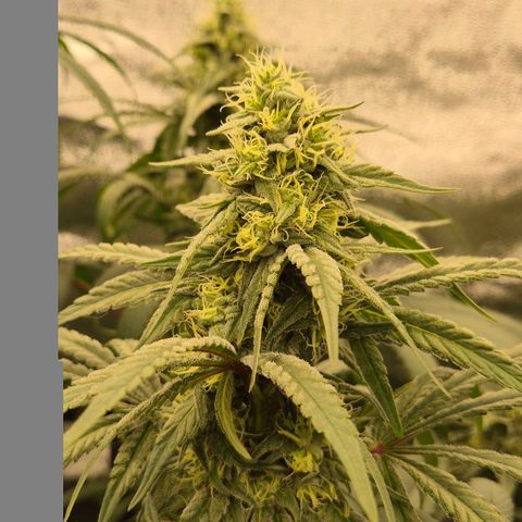 ICE 💚🧊 (63-70bt) growlog timeline photo