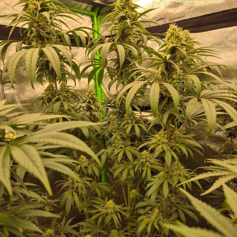 ICE 💚🧊 (63-70bt) growlog timeline photo
