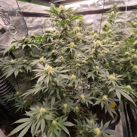 Mimosa evo stecki  🍊🍋🍍 (65-70bt) growlog timeline photo