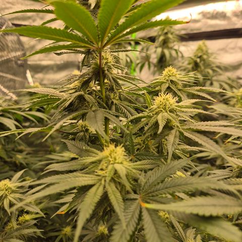 Mimosa evo stecki  🍊🍋🍍 (65-70bt) growlog timeline photo