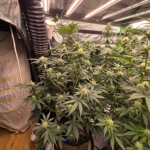 Mimosa evo stecki  🍊🍋🍍 (65-70bt) growlog timeline photo