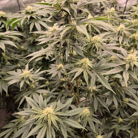 Mimosa evo stecki  🍊🍋🍍 (65-70bt) growlog timeline photo