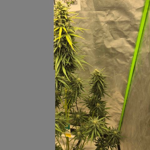 💚CHOCOLOPE 🍫 ☕️auto (56-63 BT) growlog timeline photo