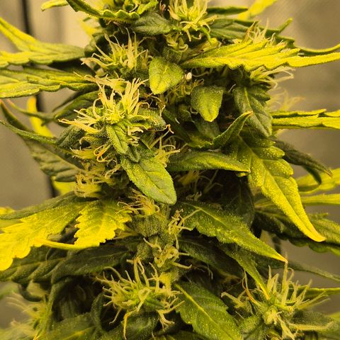 💚CHOCOLOPE 🍫 ☕️auto (56-63 BT) growlog timeline photo