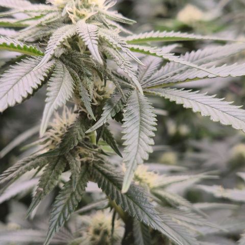 Mimosa evo stecki  🍊🍋🍍 (65-70bt) growlog timeline photo