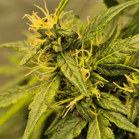 💚CHOCOLOPE 🍫 ☕️auto (56-63 BT) growlog timeline photo