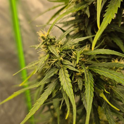 💚CHOCOLOPE 🍫 ☕️auto (56-63 BT) growlog timeline photo