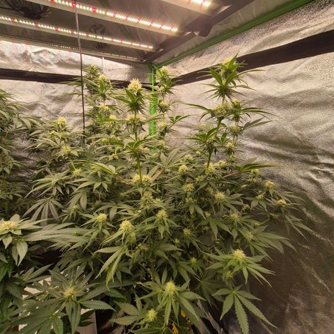 Tangerine dream 🌴 (60-65bt)  growlog timeline photo