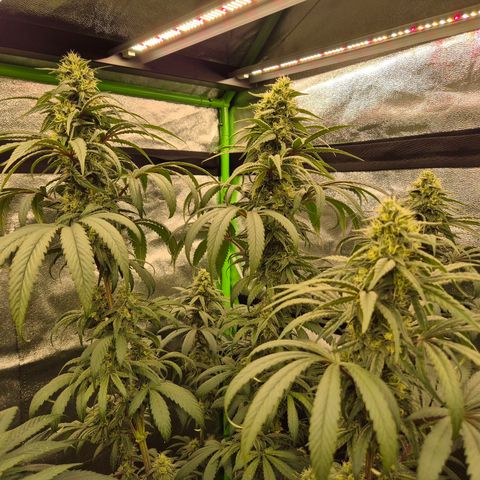 ICE 💚🧊 (63-70bt) growlog timeline photo