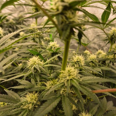 Tangerine dream 🌴 (60-65bt)  growlog timeline photo