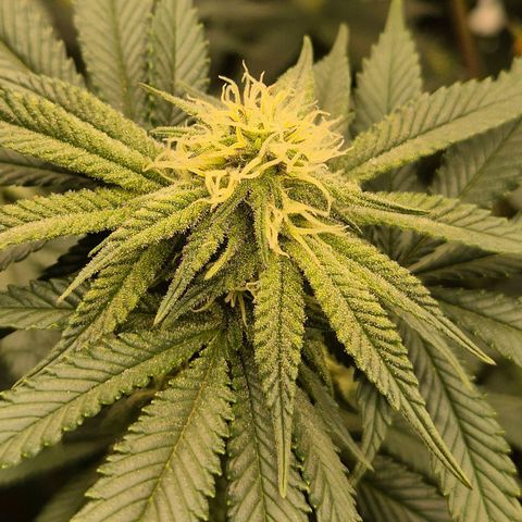 Mimosa evo stecki  🍊🍋🍍 (65-70bt) growlog timeline photo