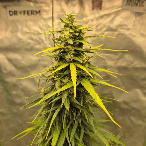 💚CHOCOLOPE 🍫 ☕️auto (56-63 BT) growlog timeline photo
