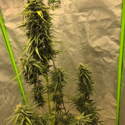 💚CHOCOLOPE 🍫 ☕️auto (56-63 BT) growlog timeline photo