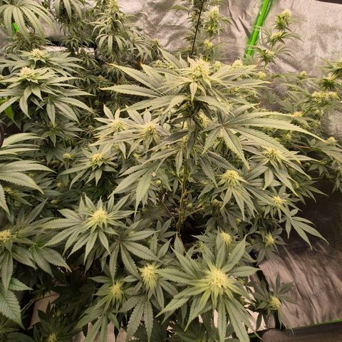 Mimosa evo stecki  🍊🍋🍍 (65-70bt) growlog timeline photo