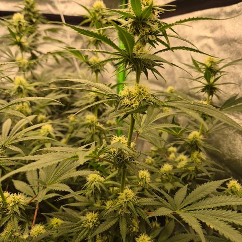 Tangerine dream 🌴 (60-65bt)  growlog timeline photo