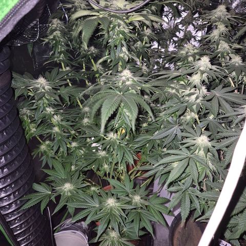 💚Bubba kush 🦝 (56-63 BT) growlog timeline photo