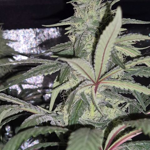 ICE 💚🧊 (63-70bt) growlog timeline photo