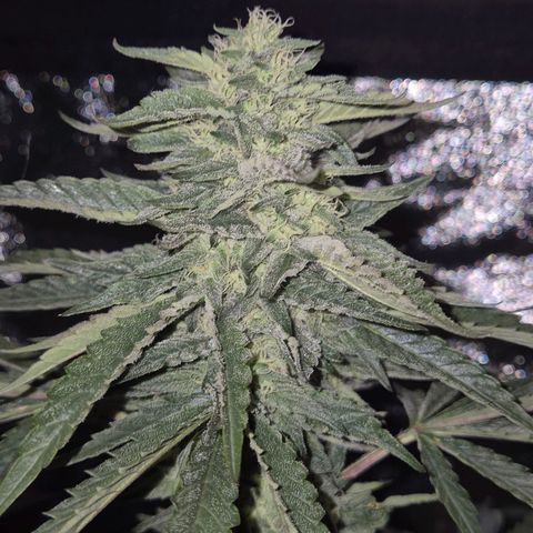 Ice cream cake 🍰 & permanent marker🖊(65-73bt) growlog timeline photo