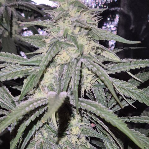 ICE 💚🧊 (63-70bt) growlog timeline photo