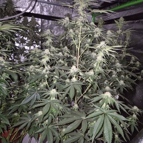 Mimosa evo stecki  🍊🍋🍍 (65-70bt) growlog timeline photo