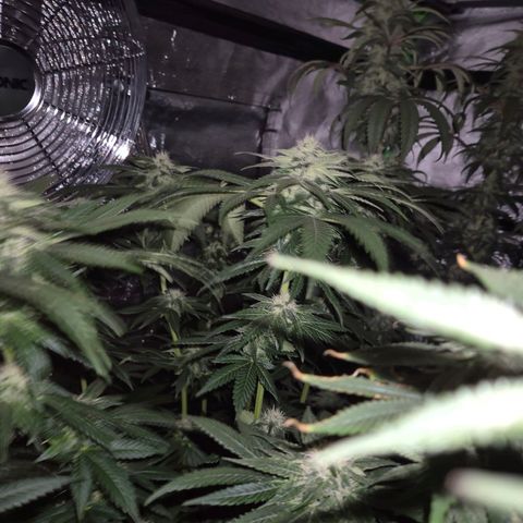 💚Bubba kush 🦝 (56-63 BT) growlog timeline photo