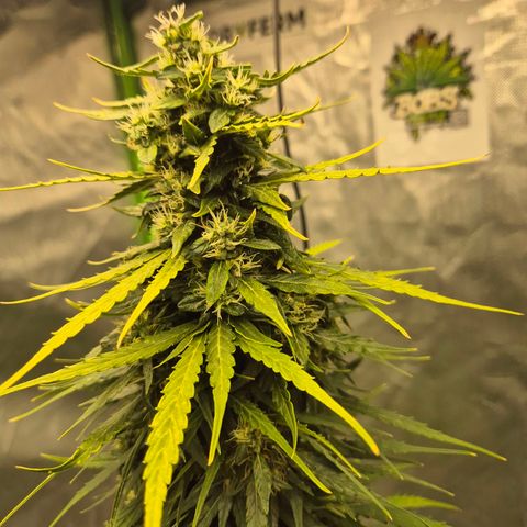 💚CHOCOLOPE 🍫 ☕️auto (56-63 BT) growlog timeline photo