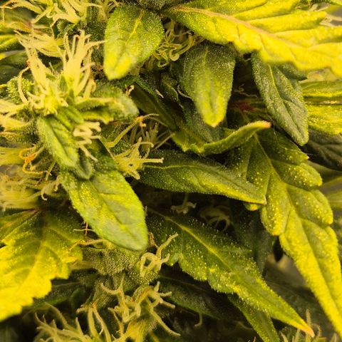 💚CHOCOLOPE 🍫 ☕️auto (56-63 BT) growlog timeline photo