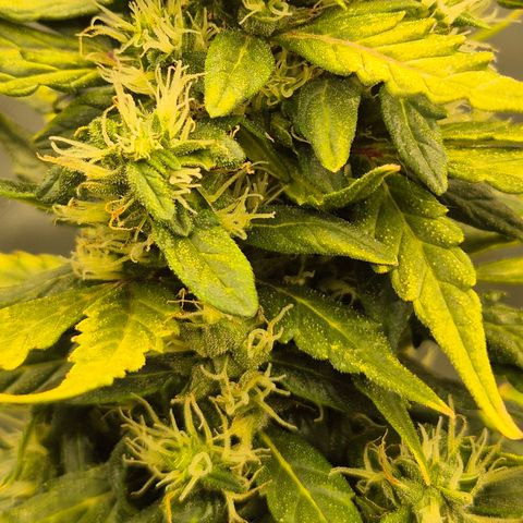 💚CHOCOLOPE 🍫 ☕️auto (56-63 BT) growlog timeline photo