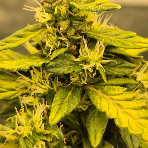 💚CHOCOLOPE 🍫 ☕️auto (56-63 BT) growlog timeline photo