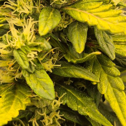 💚CHOCOLOPE 🍫 ☕️auto (56-63 BT) growlog timeline photo