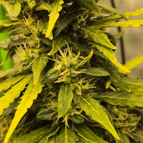 💚CHOCOLOPE 🍫 ☕️auto (56-63 BT) growlog timeline photo