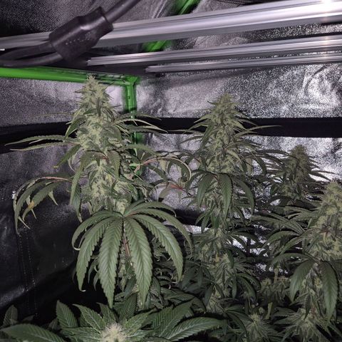 ICE 💚🧊 (63-70bt) growlog timeline photo
