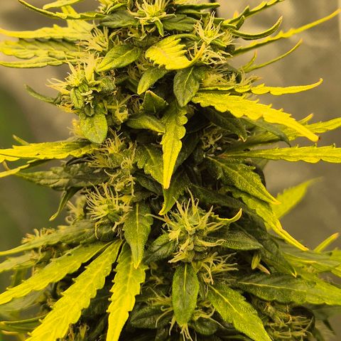 💚CHOCOLOPE 🍫 ☕️auto (56-63 BT) growlog timeline photo