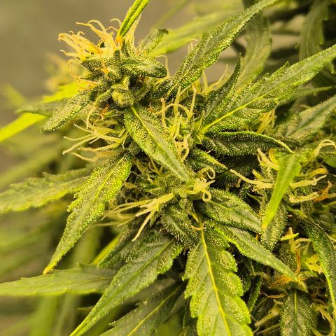 💚CHOCOLOPE 🍫 ☕️auto (56-63 BT) growlog timeline photo
