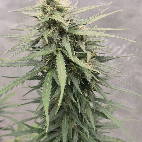💚CHOCOLOPE 🍫 ☕️auto (56-63 BT) growlog timeline photo