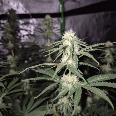 Tangerine dream 🌴 (60-65bt)  growlog timeline photo