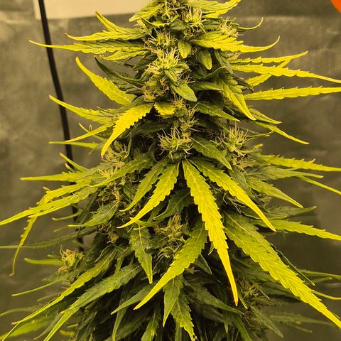 💚CHOCOLOPE 🍫 ☕️auto (56-63 BT) growlog timeline photo