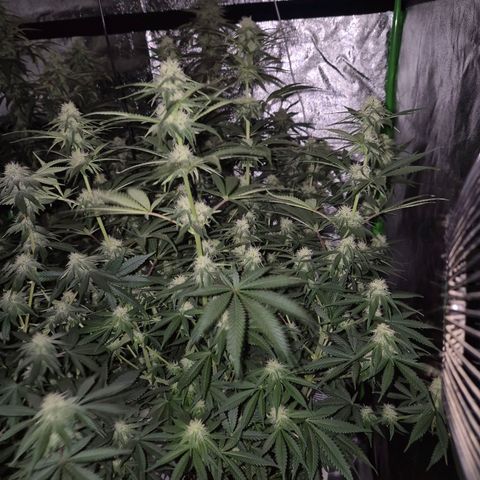 Tangerine dream 🌴 (60-65bt)  growlog timeline photo