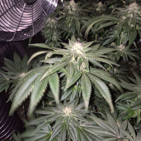 💚Bubba kush 🦝 (56-63 BT) growlog timeline photo