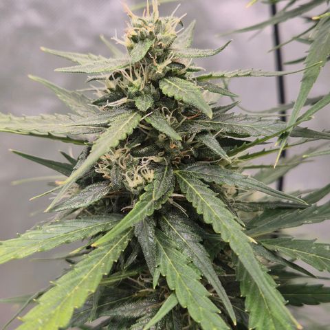 💚CHOCOLOPE 🍫 ☕️auto (56-63 BT) growlog timeline photo