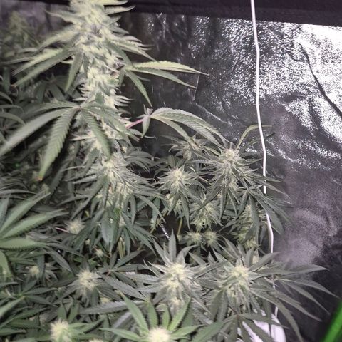Ice cream cake 🍰 & permanent marker🖊(65-73bt) growlog timeline photo