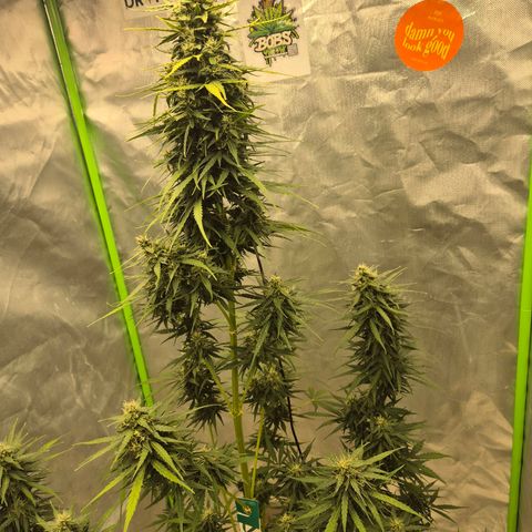 💚CHOCOLOPE 🍫 ☕️auto (56-63 BT) growlog timeline photo