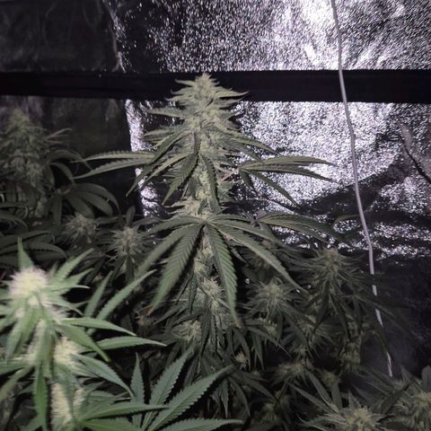 Ice cream cake 🍰 & permanent marker🖊(65-73bt) growlog timeline photo