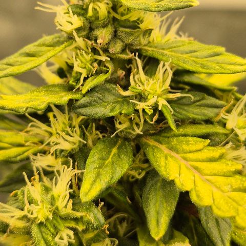 💚CHOCOLOPE 🍫 ☕️auto (56-63 BT) growlog timeline photo