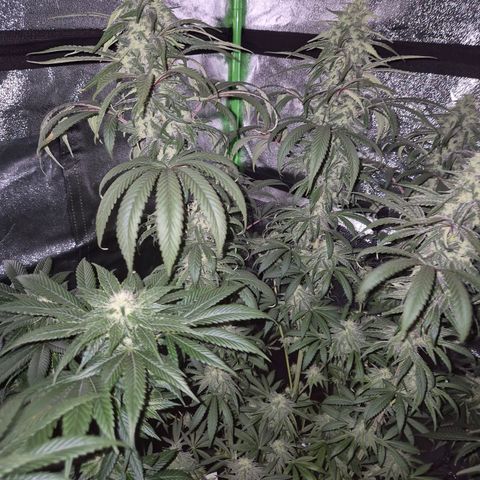 ICE 💚🧊 (63-70bt) growlog timeline photo