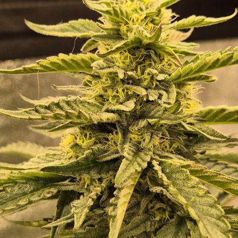 Ice cream cake 🍰 & permanent marker🖊(65-73bt) growlog timeline photo