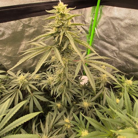 Ice cream cake 🍰 & permanent marker🖊(65-73bt) growlog timeline photo