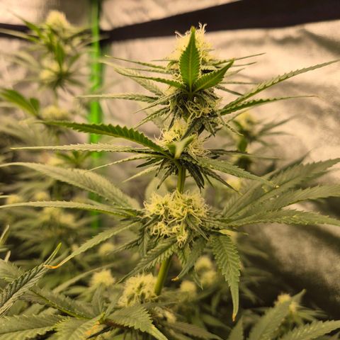 Tangerine dream 🌴 (60-65bt)  growlog timeline photo