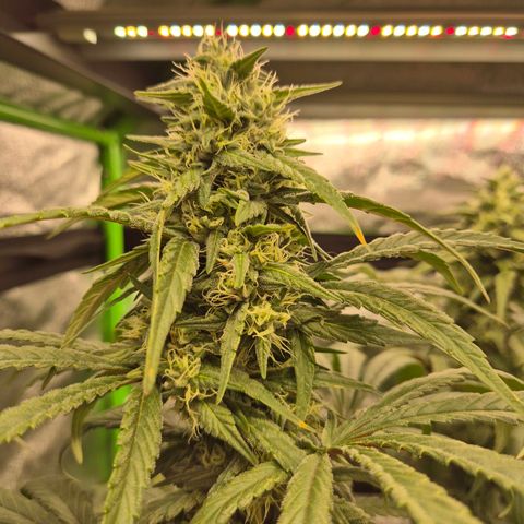 ICE 💚🧊 (63-70bt) growlog timeline photo